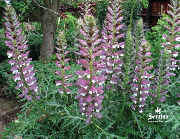 Acanthus, hoa lan tây trong kiến trúc cổ điển