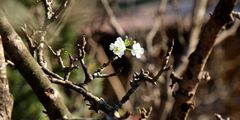 Hoa lê trắng tinh khôi bông hoa tuyết nơi núi rừng Tây Bắc