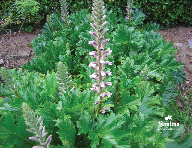 Acanthus, hoa lan tây trong kiến trúc cổ điển