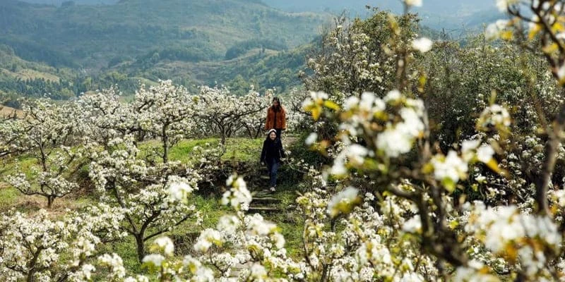 Hoa lê trắng tinh khôi bông hoa tuyết nơi núi rừng Tây Bắc