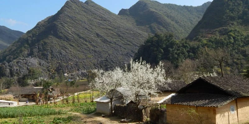 Hoa lê trắng tinh khôi bông hoa tuyết nơi núi rừng Tây Bắc