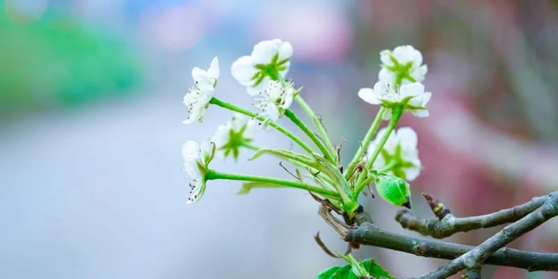 Hoa lê trắng tinh khôi bông hoa tuyết nơi núi rừng Tây Bắc