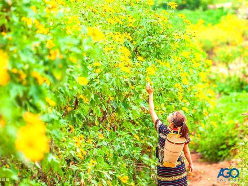 7 địa điểm ngắm hoa dã quỳ Đà Lạt đẹp nhất năm 2024