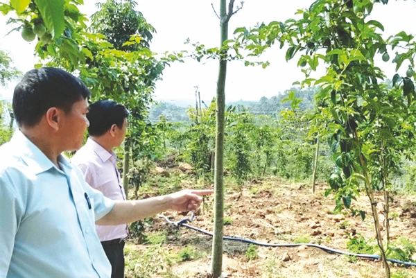 Phát triển kinh tế vườn ở Tây Nguyên: Lợi thế và giải pháp | Vien Khoa Hoc Ky Thuat Nong Nghiep Mien Nam