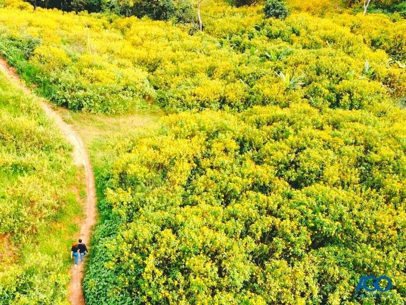 7 địa điểm ngắm hoa dã quỳ Đà Lạt đẹp nhất năm 2024