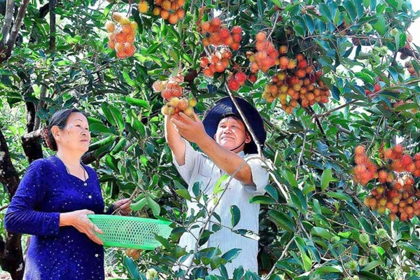 Phát triển kinh tế vườn ở Tây Nguyên: Lợi thế và giải pháp | Vien Khoa Hoc Ky Thuat Nong Nghiep Mien Nam