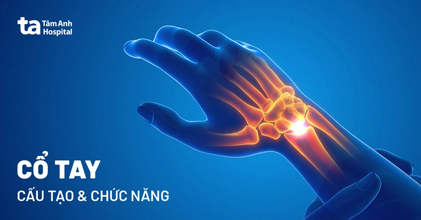 Cổ tay là gì? Cấu tạo, chức năng trong cơ thể người