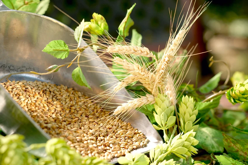 Hoa Houblon (hoa bia) - Bí mật chưa ai kể
