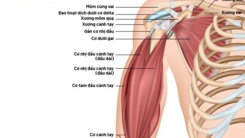 Tìm hiểu về cơ tam đầu cánh tay và vai trò của nó