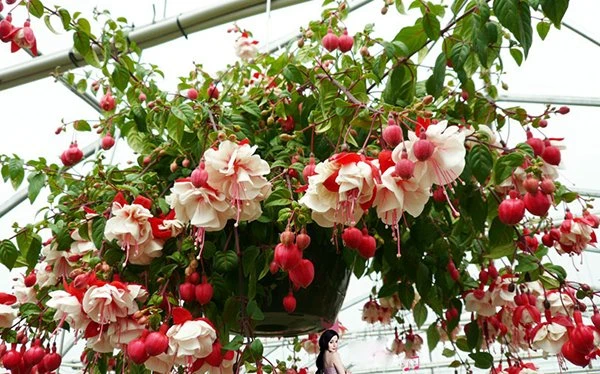 Khám Phá Hoa Lồng Đèn Fuchsia x hybrida