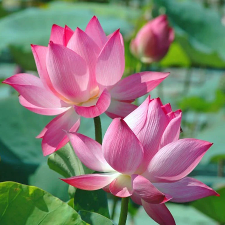 Cách cắm hoa sen đẹp cho không gian sống tươi mới
