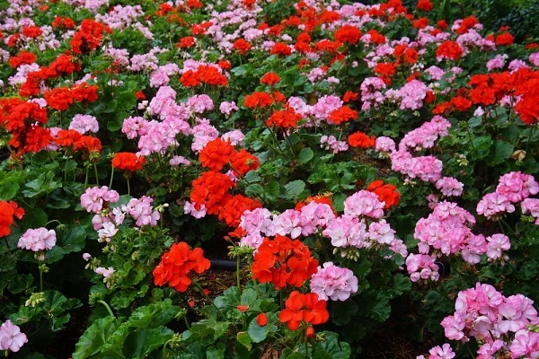 Khám Phá Hoa Phong Lữ Thảo: Vẻ Đẹp Từ Địa Trung Hải
