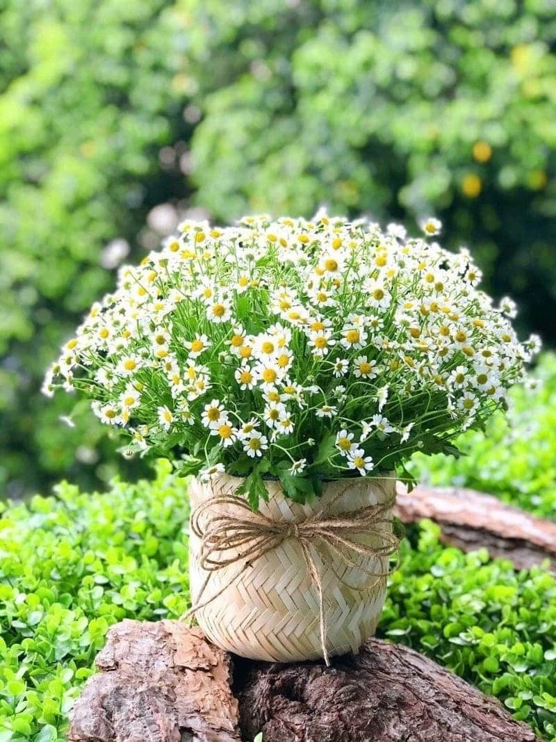 Hoa cúc Tana: Tìm hiểu ý nghĩa, đặc điểm cách trồng và chăm sóc