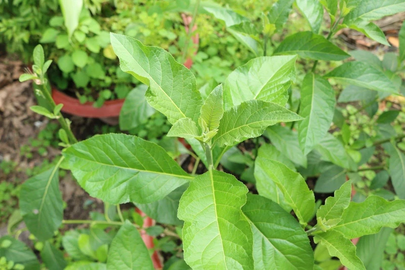 Tìm hiểu về lá đắng Tây Bắc và công dụng của nó