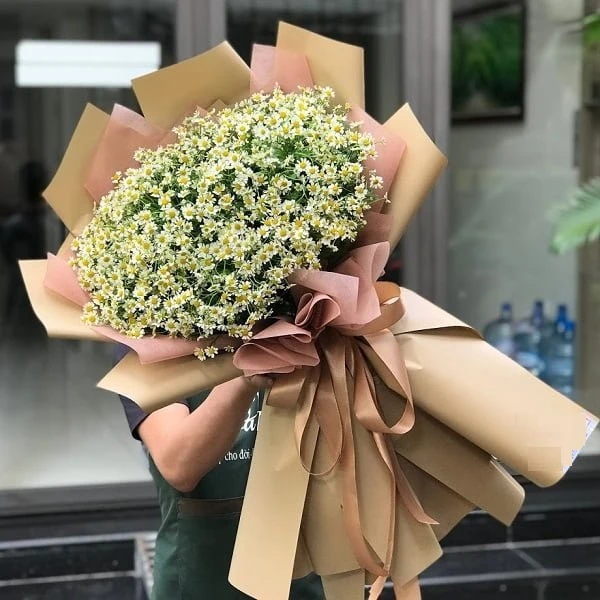 Hoa Cúc Dại: Ý nghĩa đặc điểm cách trồng và cách chăm sóc