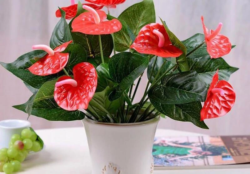 Mệnh Hỏa hợp cây gì? 20+ loại cây giúp mệnh Hỏa hút tài đón lộc