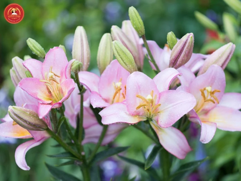 10+ cách cắm hoa ly ngày Tết tươi lâu, bền màu để đón lộc vào nhà