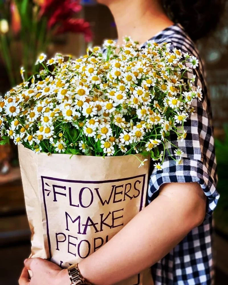 Hoa Cúc Dại: Ý nghĩa đặc điểm cách trồng và cách chăm sóc