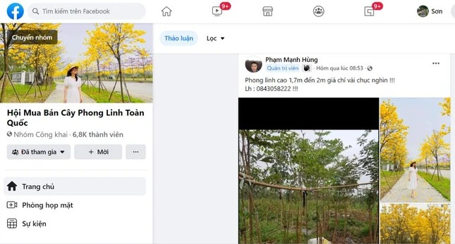 Hoa phong linh vàng rực gây 'sốt': Cục Bảo vệ thực vật nói gì về nguồn gốc?