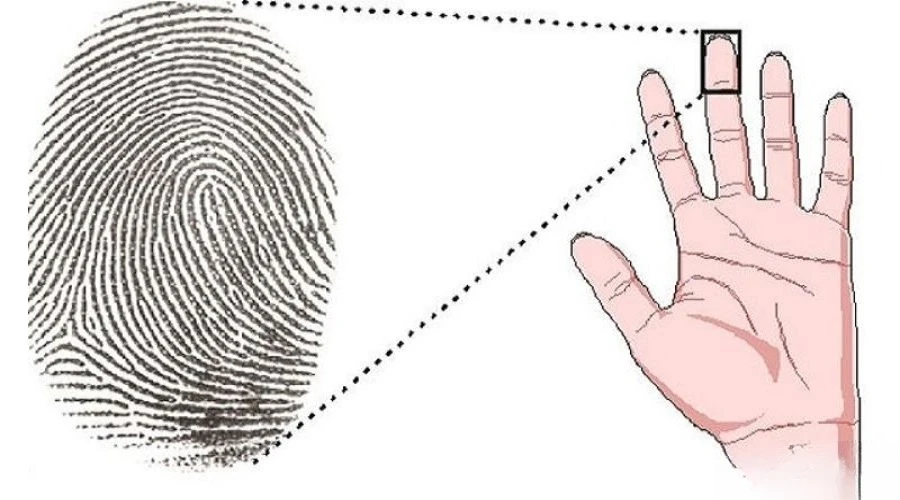Luận giải 2 hoa tay có ý nghĩa gì theo từng vị trí xuất hiện