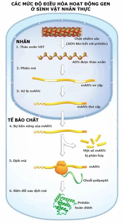 Điều Hòa Hoạt Động Gen: Lý Thuyết Và Bài Tập