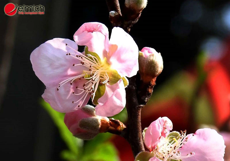 Hoa đào - Loài hoa của mùa xuân, của sự gắn kết yêu thương