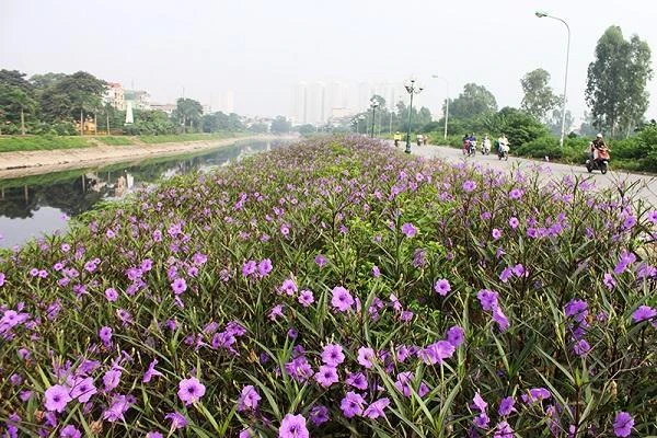 Hoa Chiều Tím - Đặc điểm, cách trồng và ý nghĩa ít người biết