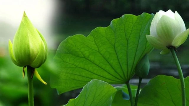 Ý nghĩa của hoa sen trong Phật giáo và văn hóa Việt Nam - Ecolotus