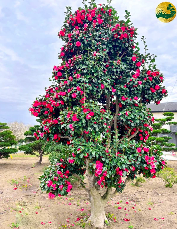 Cây hoa trà my (hoa Sơn Trà, hoa Hồng mùa đông)