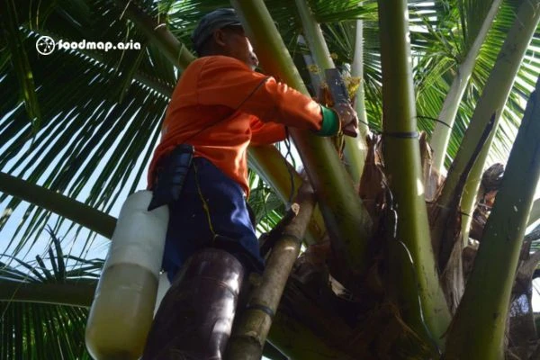 Đặc sản mật hoa dừa và những công dụng thần thánh