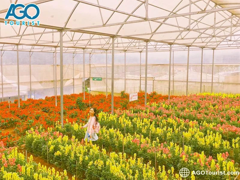 Khám Phá Làng Hoa Vạn Thành Nơi Nghệ Thuật Nở Rộ