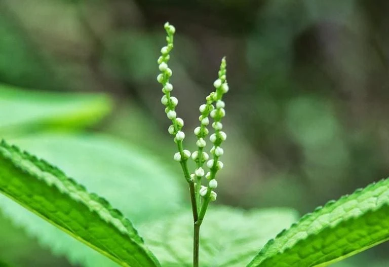 Hoa Sói - Loài Hoa Thơm Được Sử Dụng Làm Thuốc