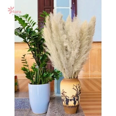 Hoa cỏ lau khô decor trang trí nội thất, sự kiện