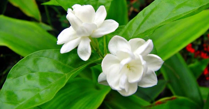 Tập làm văn lớp 4: Tả cây hoa nhài (Dàn ý + 7 mẫu) Bài văn tả cây hoa lớp 4 siêu hay