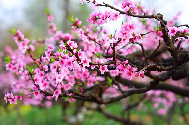 Tên Các Loài Hoa Đẹp và Ý Nghĩa