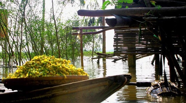 Hoa điên điển, loài hoa được ví như bài thuốc quý chế biến thành nhiều món ăn ngon, dễ làm, bảo sao người miền Tây hay mang ra đãi khách