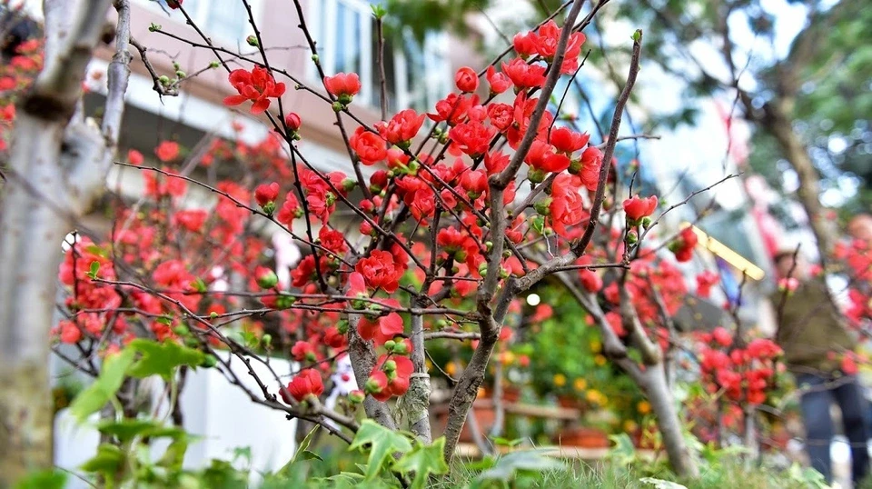 Mai đỏ Trung Quốc để mấy tháng không tàn đổ bộ “thủ phủ” đào Việt