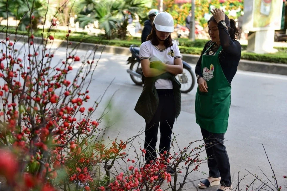 Mai đỏ Trung Quốc để mấy tháng không tàn đổ bộ “thủ phủ” đào Việt