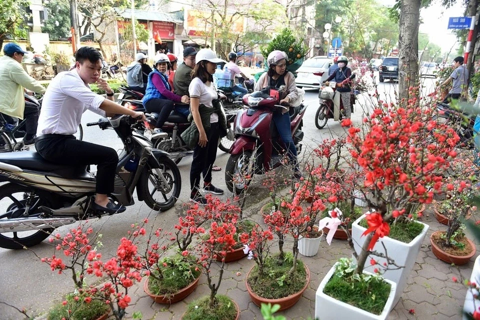 Mai đỏ Trung Quốc để mấy tháng không tàn đổ bộ “thủ phủ” đào Việt