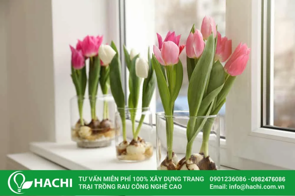 Hướng dẫn cách trồng hoa Tulip thủy canh tại nhà nở đẹp nhất