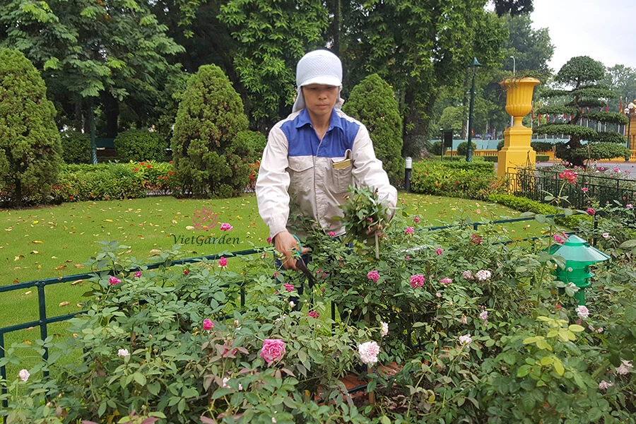 Cách chăm sóc hoa hồng đúng cách, cây khỏe mạnh, nở hoa đẹp