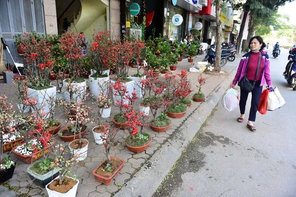 Mai đỏ Trung Quốc để mấy tháng không tàn đổ bộ “thủ phủ” đào Việt