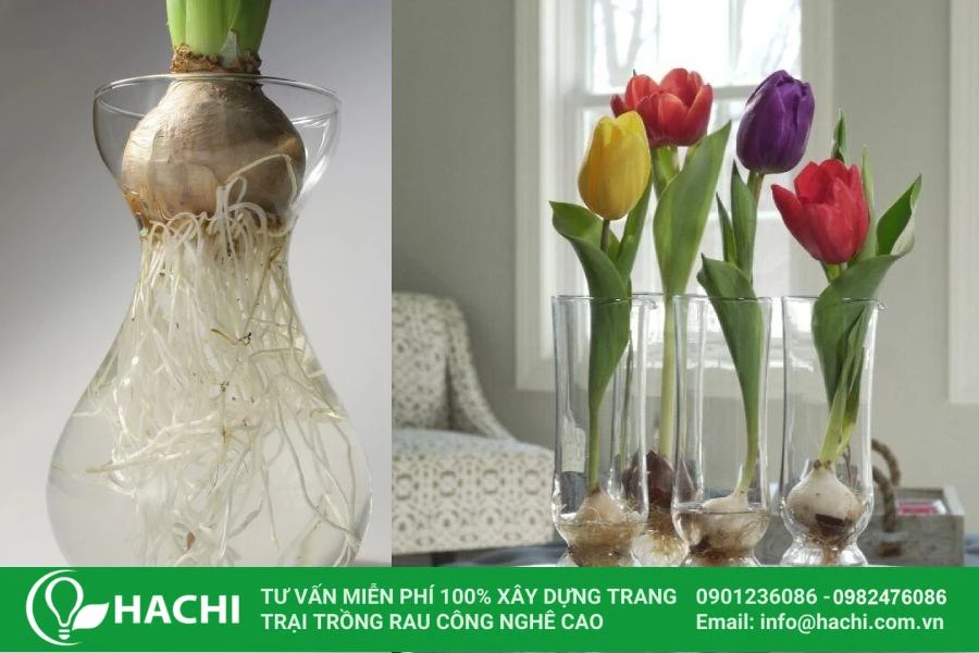 Hướng dẫn cách trồng hoa Tulip thủy canh tại nhà nở đẹp nhất