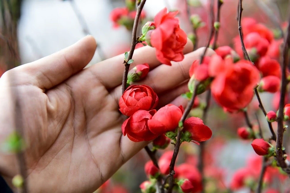 Mai đỏ Trung Quốc để mấy tháng không tàn đổ bộ “thủ phủ” đào Việt