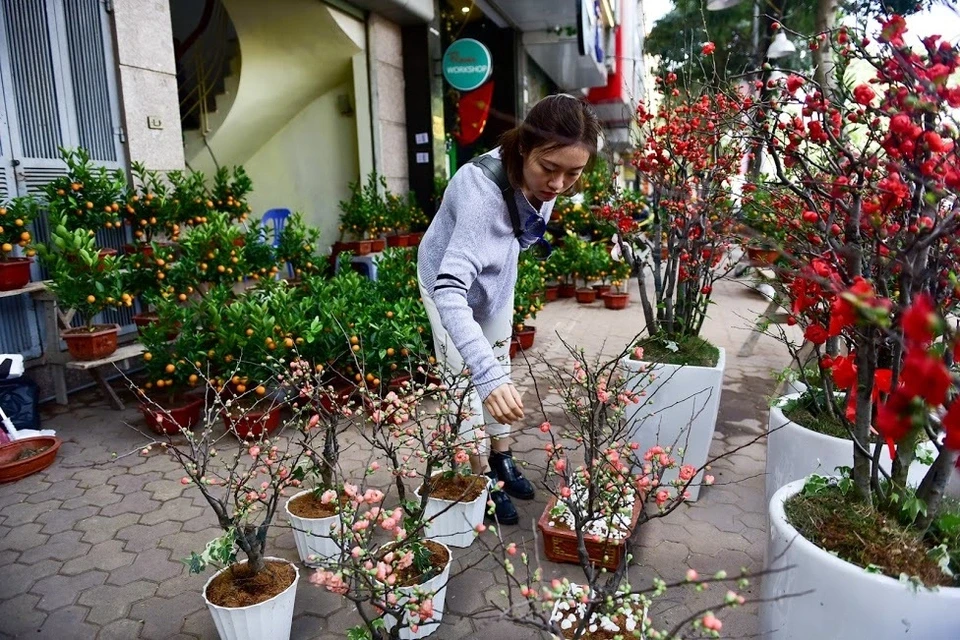 Mai đỏ Trung Quốc để mấy tháng không tàn đổ bộ “thủ phủ” đào Việt