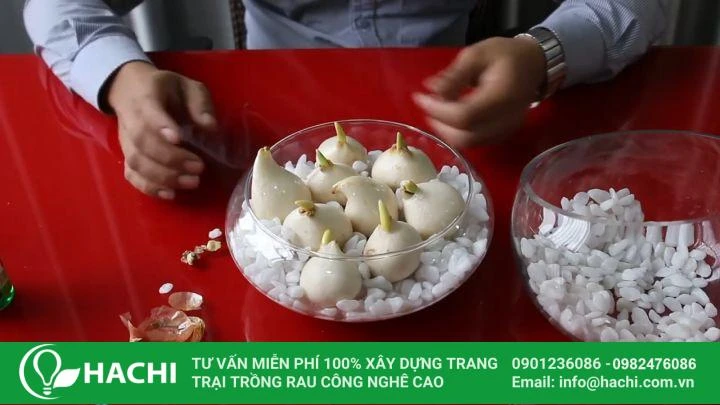 Hướng dẫn cách trồng hoa Tulip thủy canh tại nhà nở đẹp nhất