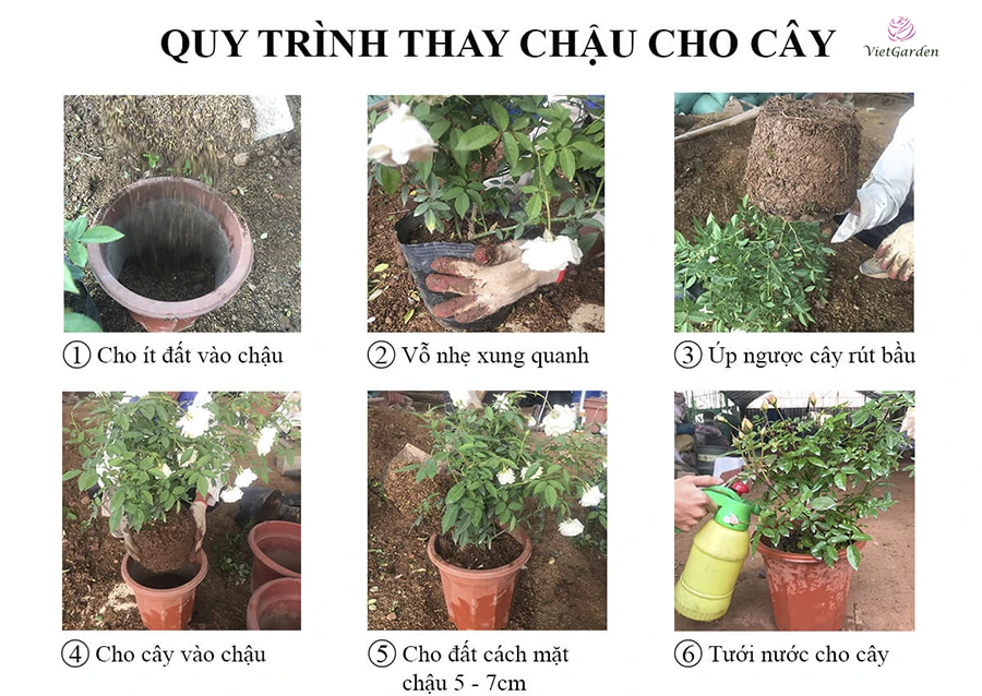 Cách chăm sóc hoa hồng đúng cách, cây khỏe mạnh, nở hoa đẹp