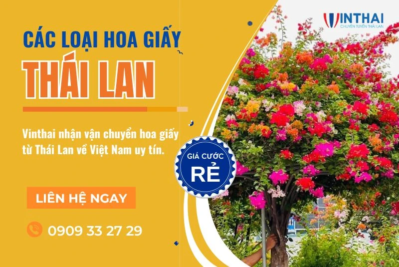 Top 6 loại hoa giấy Thái Lan đáng mua nhất 2024