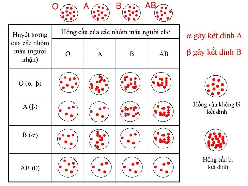 Vai trò của phản ứng hòa hợp trong truyền máu