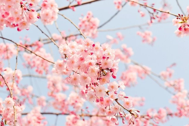 Chìm đắm trong sắc hoa anh đào từ Á qua Âu